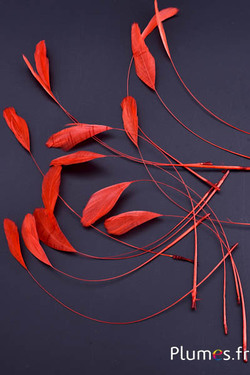 Coquetips - 13-18 cm - bloedoranje